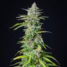 semi di cannabis northern light