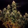 semi di cannabis northern light