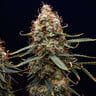 semi di cannabis northern light