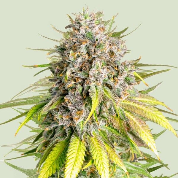 Royal Queen Seeds x Tyson - Punch Pie - Semi Di Cannabis Femminizzati