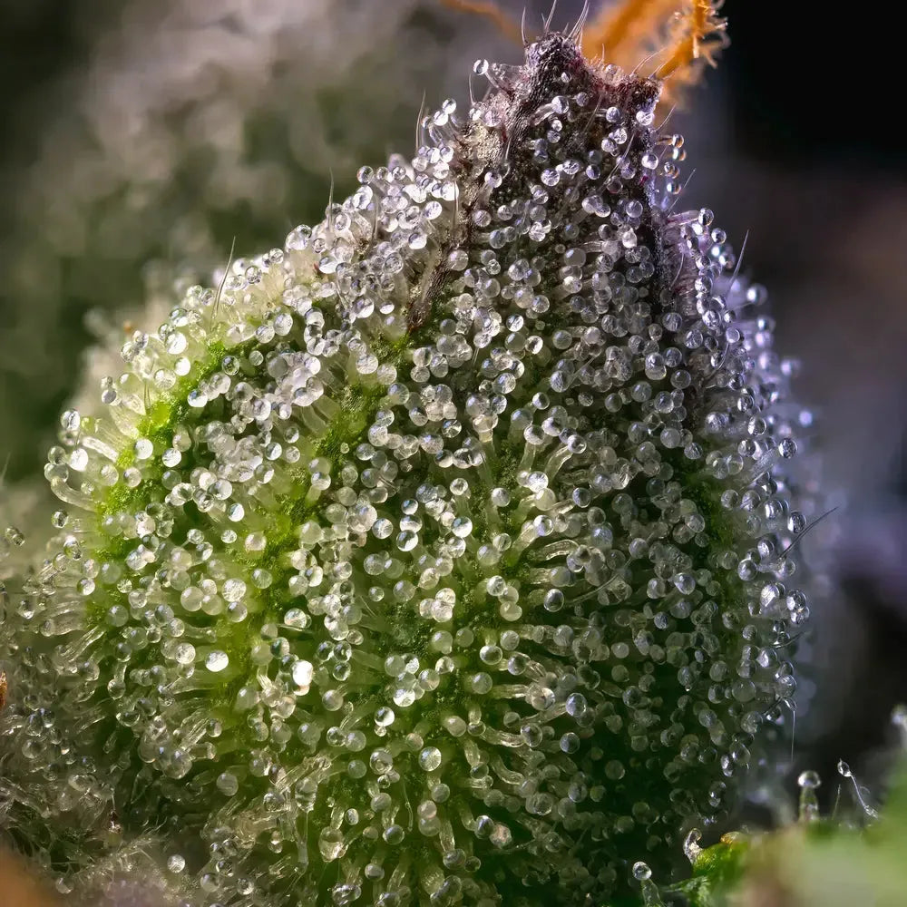 Barney's Farm - Rainbow Sherbet - Semi Di Cannabis Femminizzata