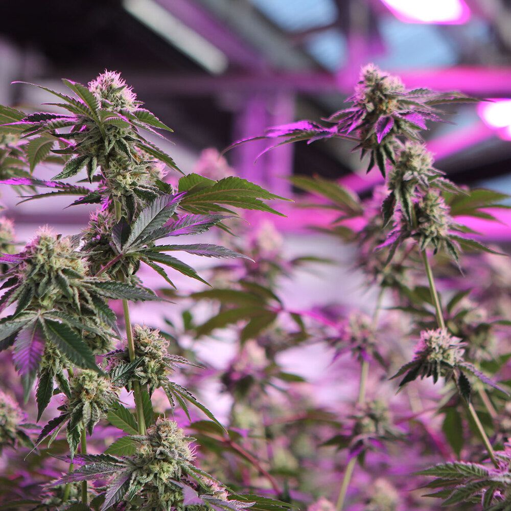 Barney's Farm - Rs11 x Banana Og - Semi Di Cannabis Femminizzata