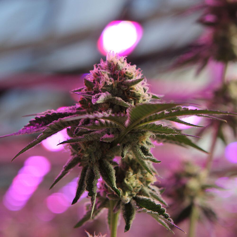 Barney's Farm - Rs11 x Banana Og - Semi Di Cannabis Femminizzata