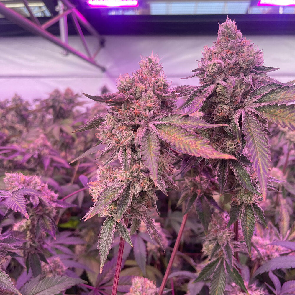 Barney's Farm - Rs11 x Banana Og - Semi Di Cannabis Femminizzata