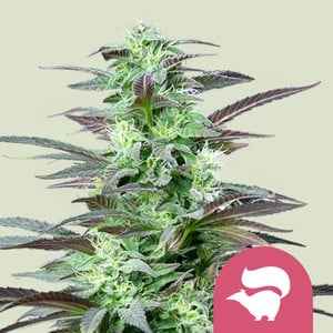 Royal Queen Seeds - Skunk Xl - Semi Di Cannabis Femminizzati