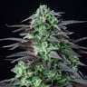 Royal Queen Seeds - Skunk Xl - Semi Di Cannabis Femminizzati