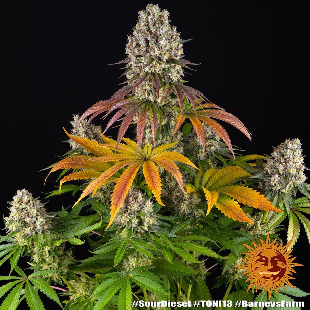 Barney's Farm - Sour Disel - Semi Di Cannabis Autofiorenti