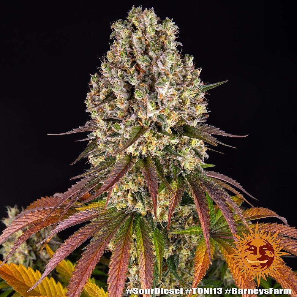 Barney's Farm - Sour Disel - Semi Di Cannabis Autofiorenti