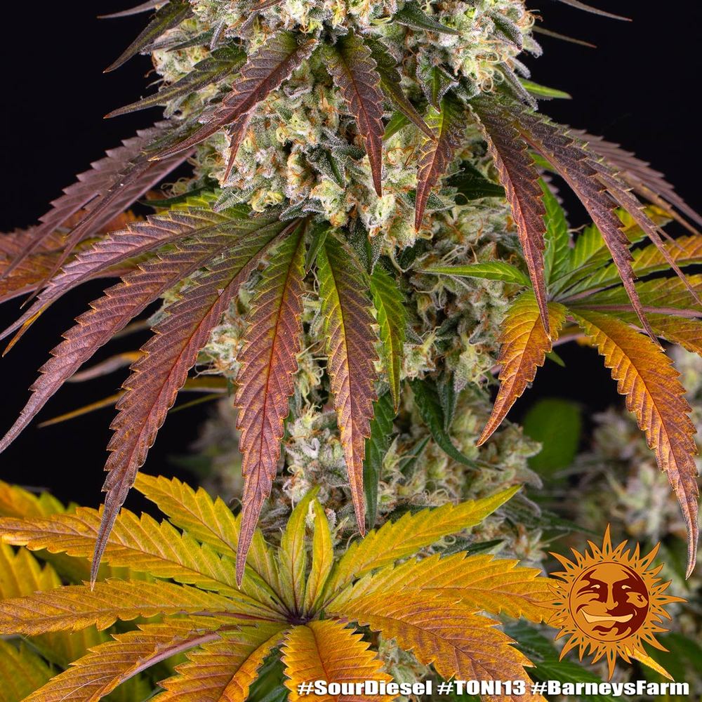 Barney's Farm - Sour Disel - Semi Di Cannabis Autofiorenti