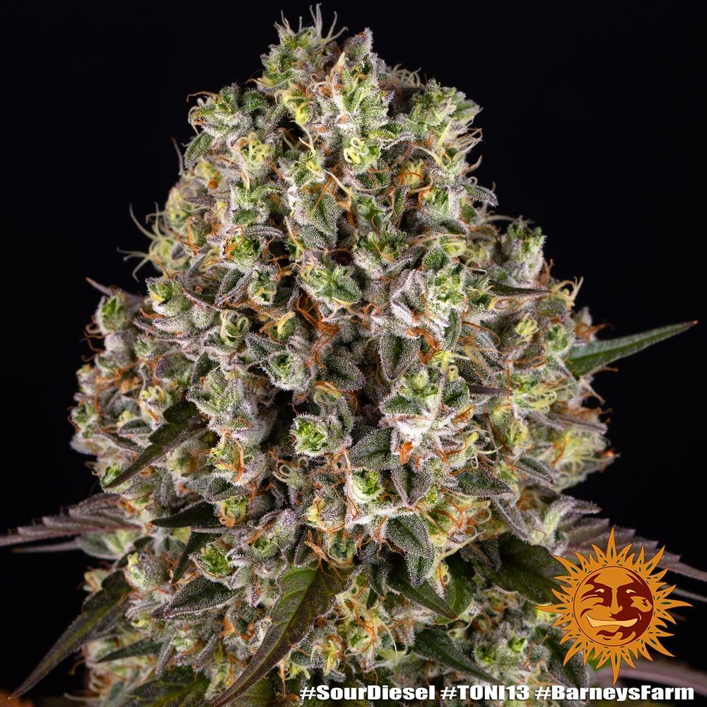 Barney's Farm - Sour Disel - Semi Di Cannabis Autofiorenti