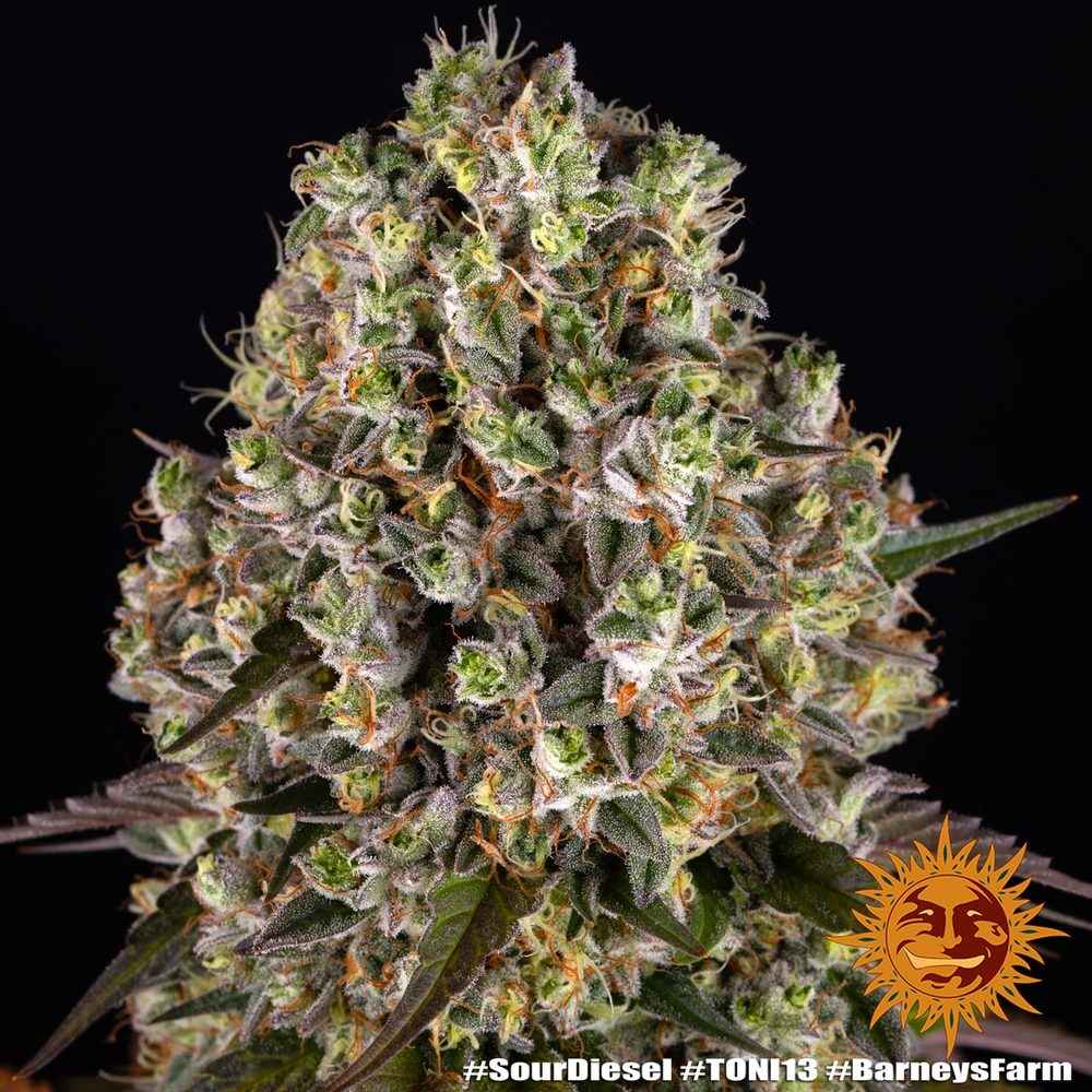 Infiorescenza di Sour Diesel di Barney's Farm, semi femminizzati da collezione con 24% THC, ricca di tricomi e pistilli arancioni.