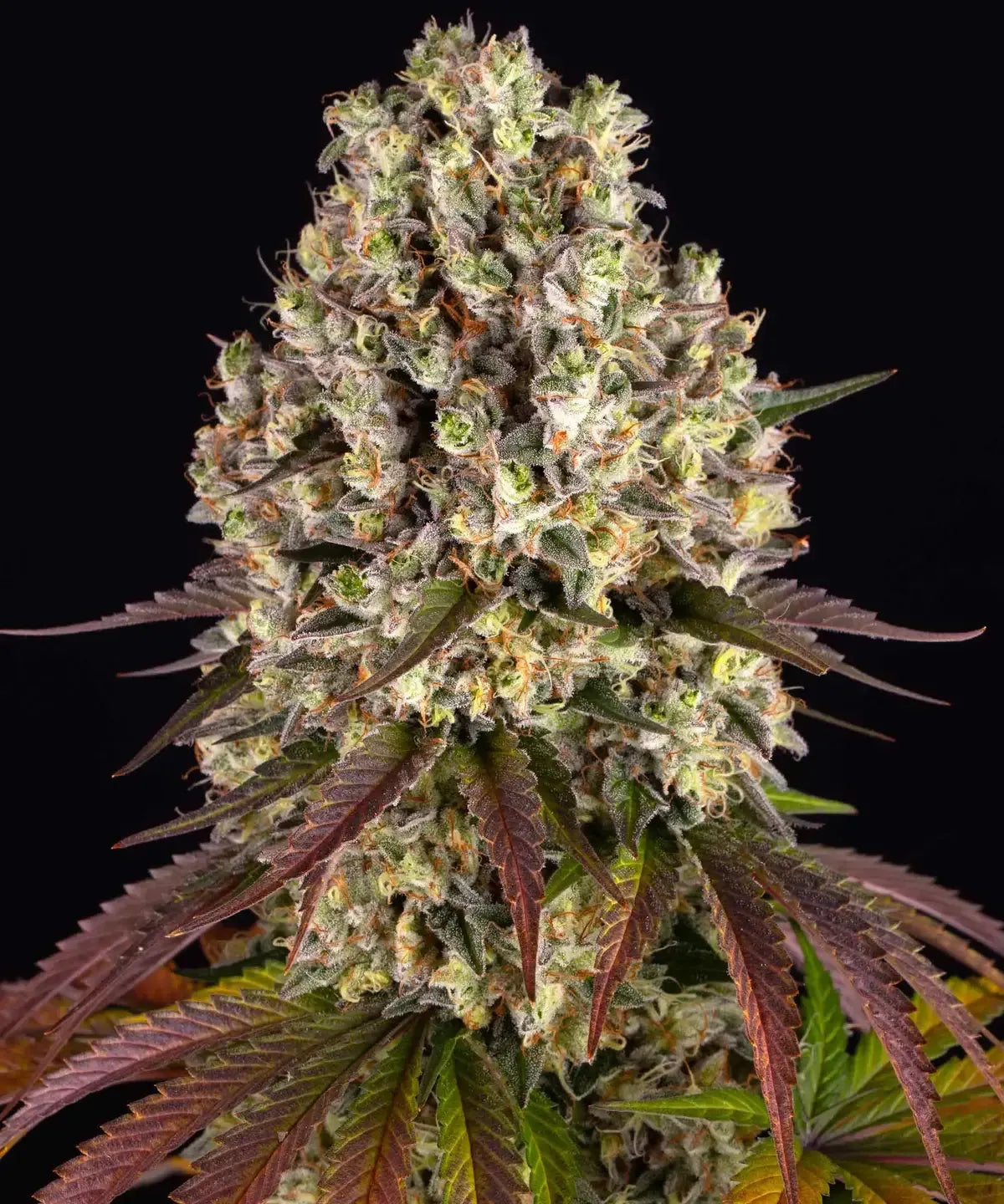 Barney's Farm - Sour Disel - Semi Di Cannabis Autofiorenti