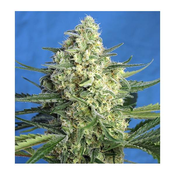 Sweet Seeds - Jack 47 Auto XL - Semi Di Cannabis Autofiorente