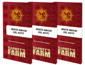 Barney's Farm - White Widow XXL Auto - Semi Di Cannabis Autofiorenti
