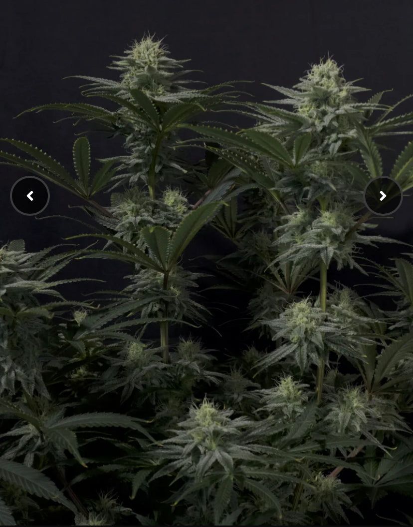 Fast Bud 420 - GG4 Sherbet Fast Flowering - Semi Di Cannabis FF