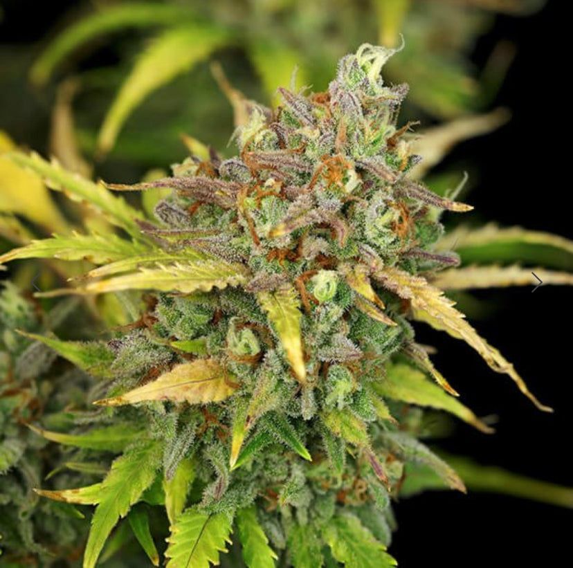 Royal Queen Seeds - Sweet Zz Auto - Semi Di Cannabis Autofiorenti
