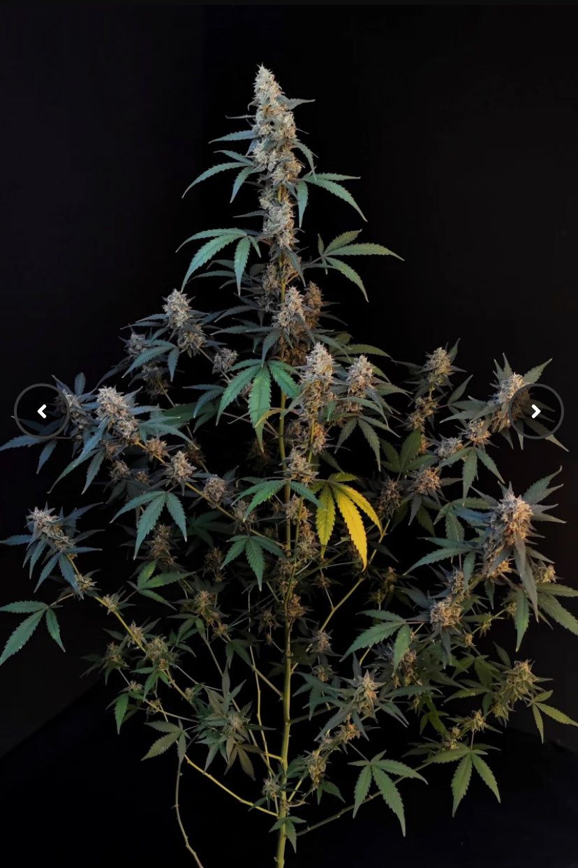 Fast Bud 420 - Bubblegum Auto - Semi Di Cannabis Autofiorenti