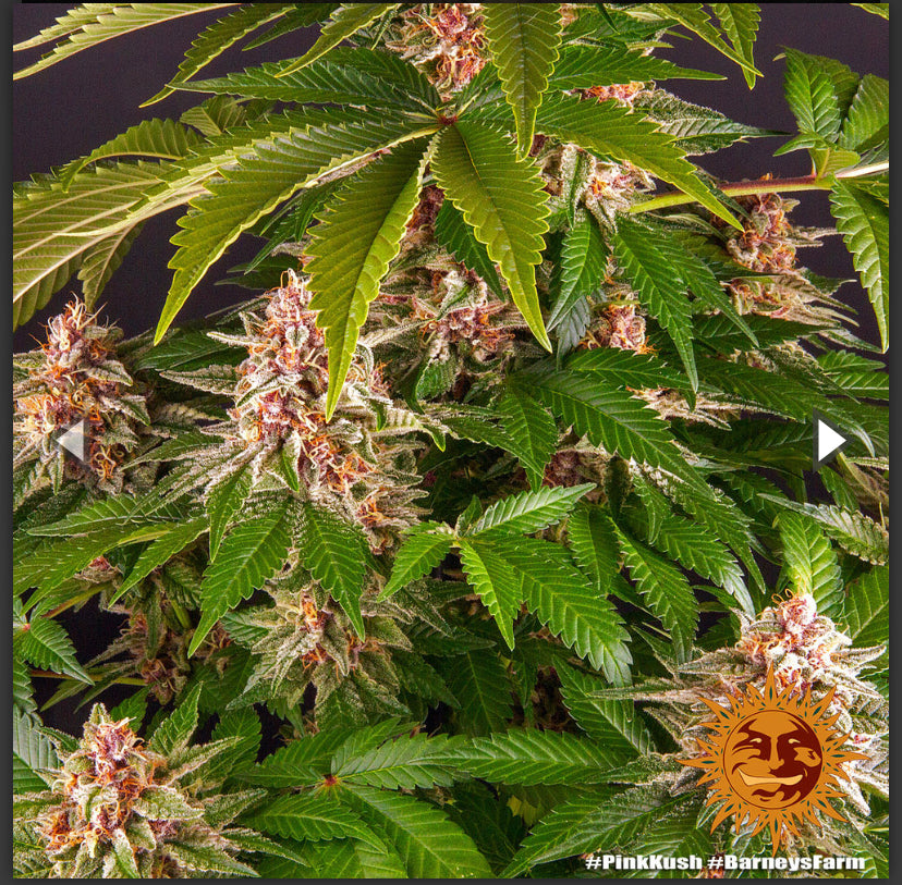 Berney’s Farm - Pink Kush - Semi Di Cannabis Femminizzati