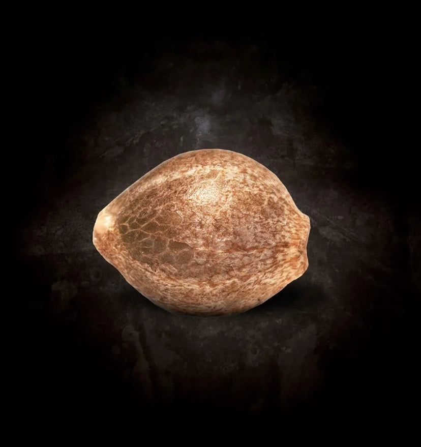 Paradise Seeds - Auto Kong 4 - Semi Di Cannabis Autofiorente