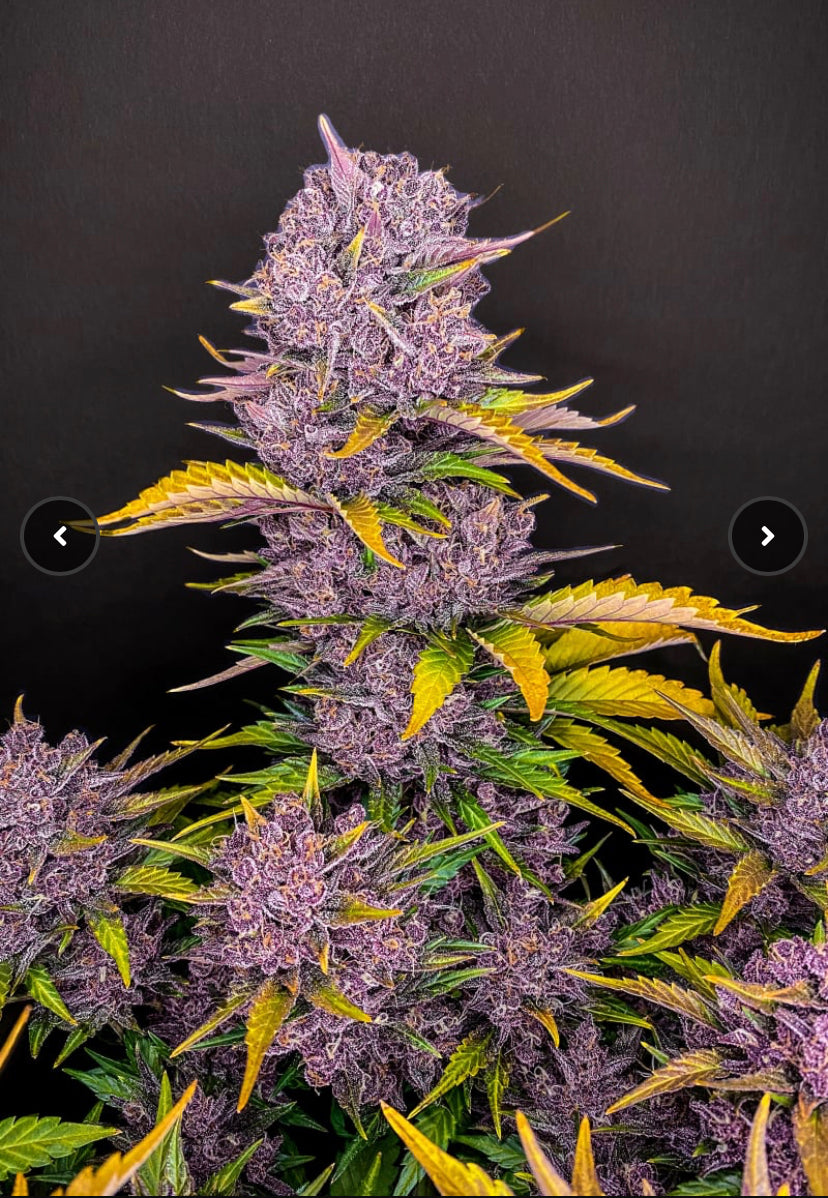 Fast Bud 420 - Purple Lemonade Auto - Semi Di Cannabis Autofiorenti