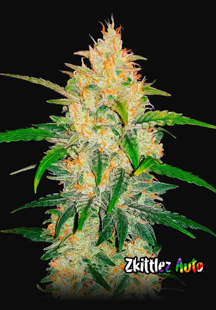 Fast Bud 420 - Zkittlez Auto - Semi Di Cannabis Autofiorenti