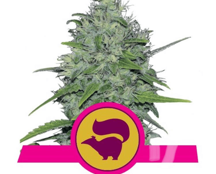 Royal Queen Seed - Skunk Xl Fem - Semi Di Cannabis Feminizzati
