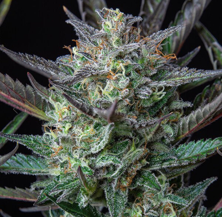 Royal Queen Seeds - Purple Punch Auto - Semi Di Cannabis Autofiorenti