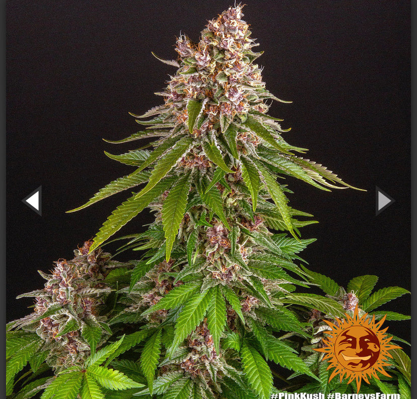 Berney’s Farm - Pink Kush - Semi Di Cannabis Femminizzati