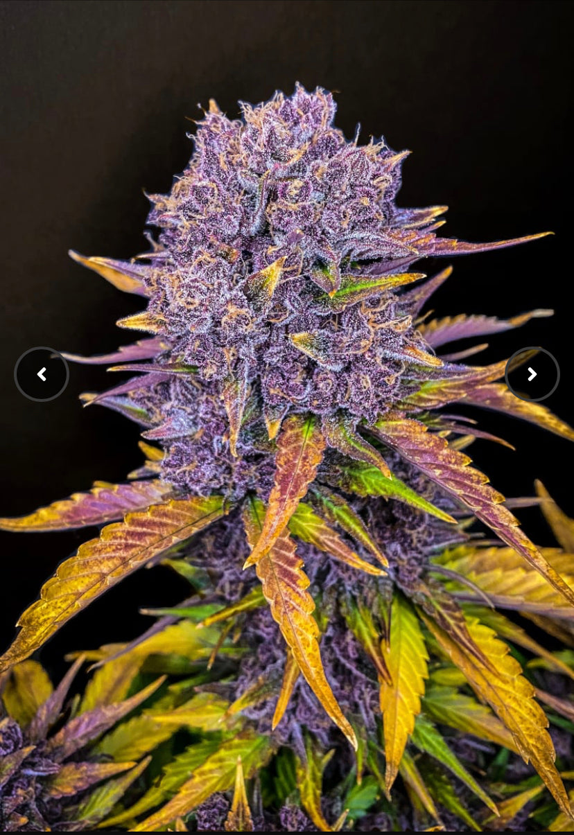 Fast Bud 420 - Purple Lemonade Auto - Semi Di Cannabis Autofiorenti