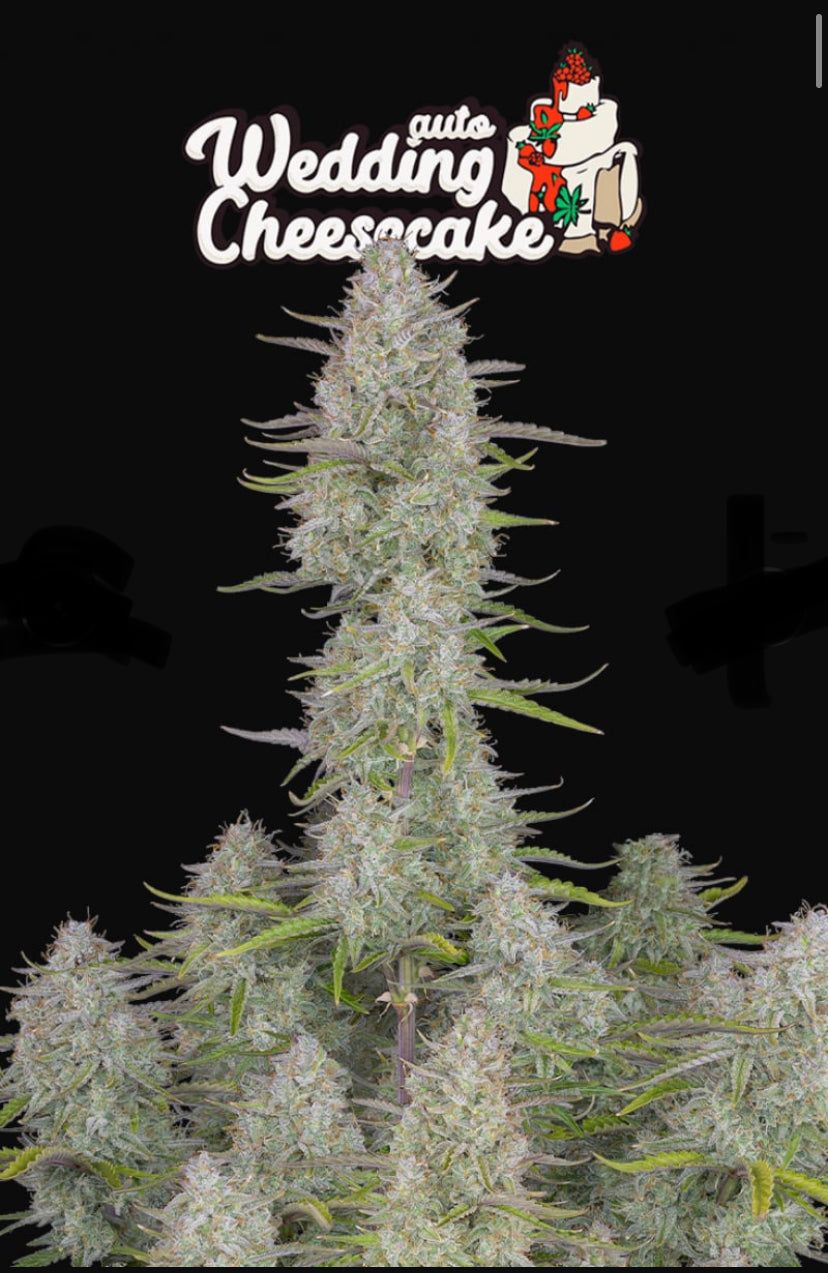 Fast Bud 420 - Wedding Cheesecake - Semi Di Cannabis Autofiorente
