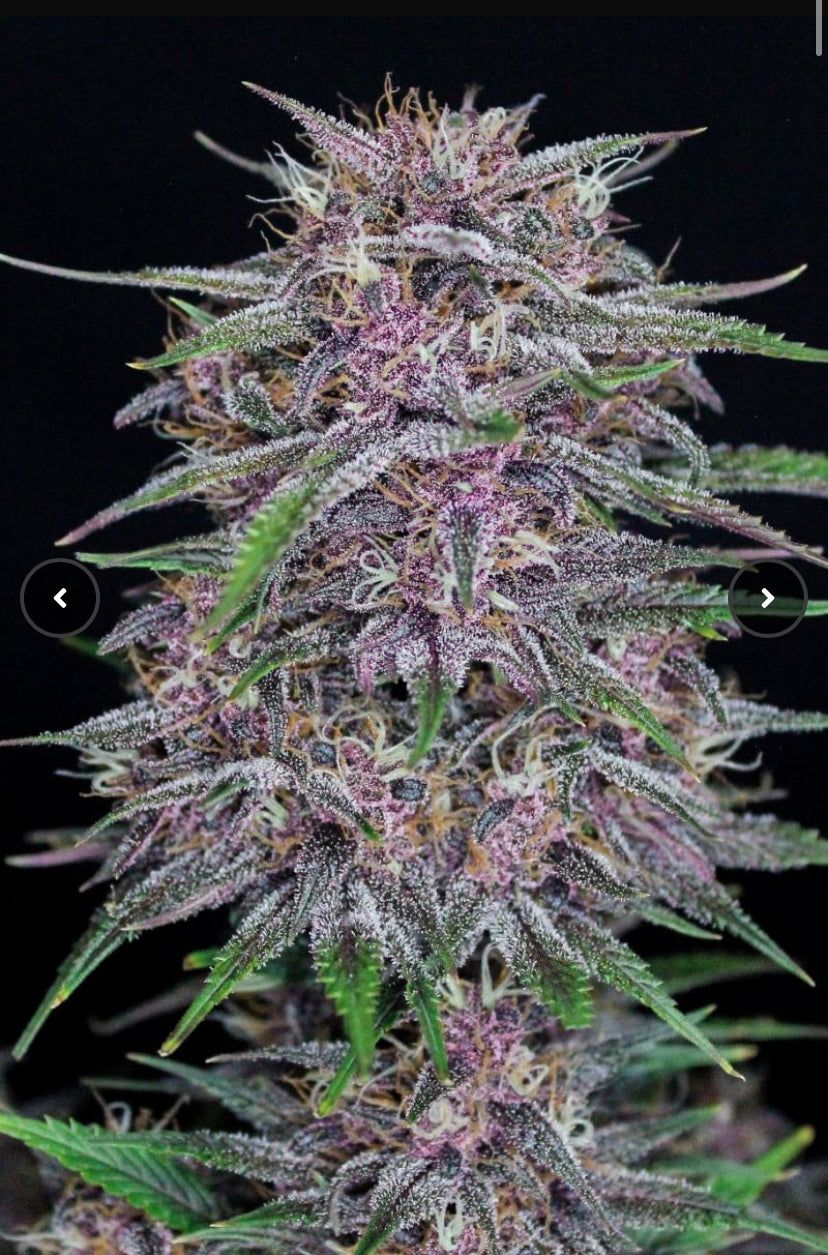 Fast Bud 420 - Banana Purple Punch - Semi Di Cannabis Autofiorenti