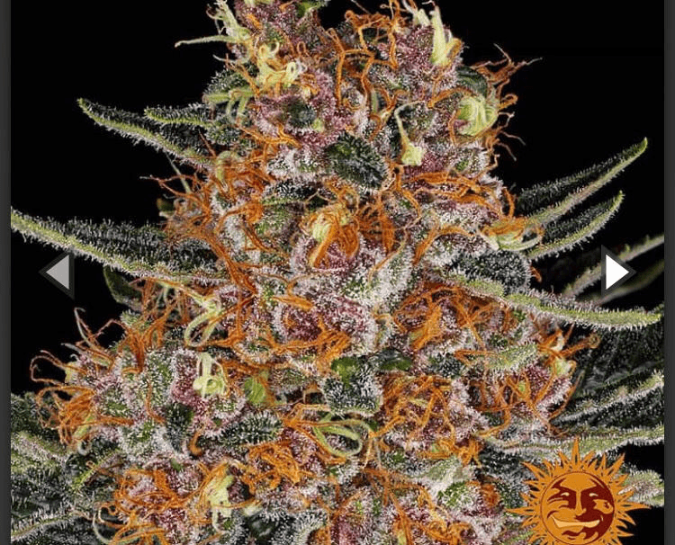 Barney's Farm - Purple Punch Auto - Semi Di Cannabis Autofiorente
