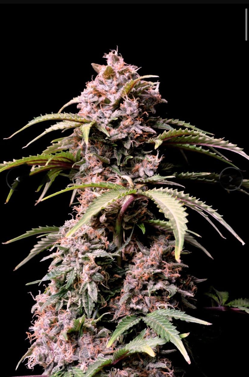 Fast Bud 420 - Amnesia Zkittlez Auto - Semi Di Cannabis Autofiorente