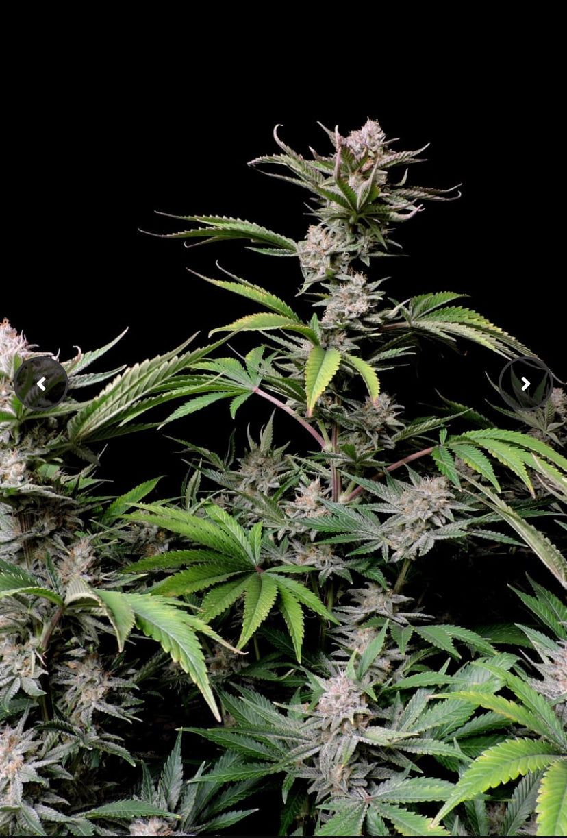 Fast Bud 420 - Cherry Cola Auto - Semi Di Cannabis Autofiorente