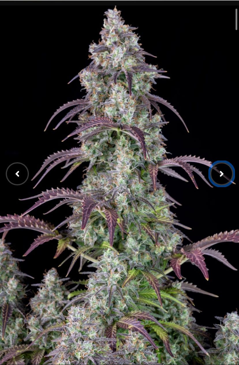 Fast Bud 420 - Lemon Pie Auto - Semi Di Cannabis Autofiorenti