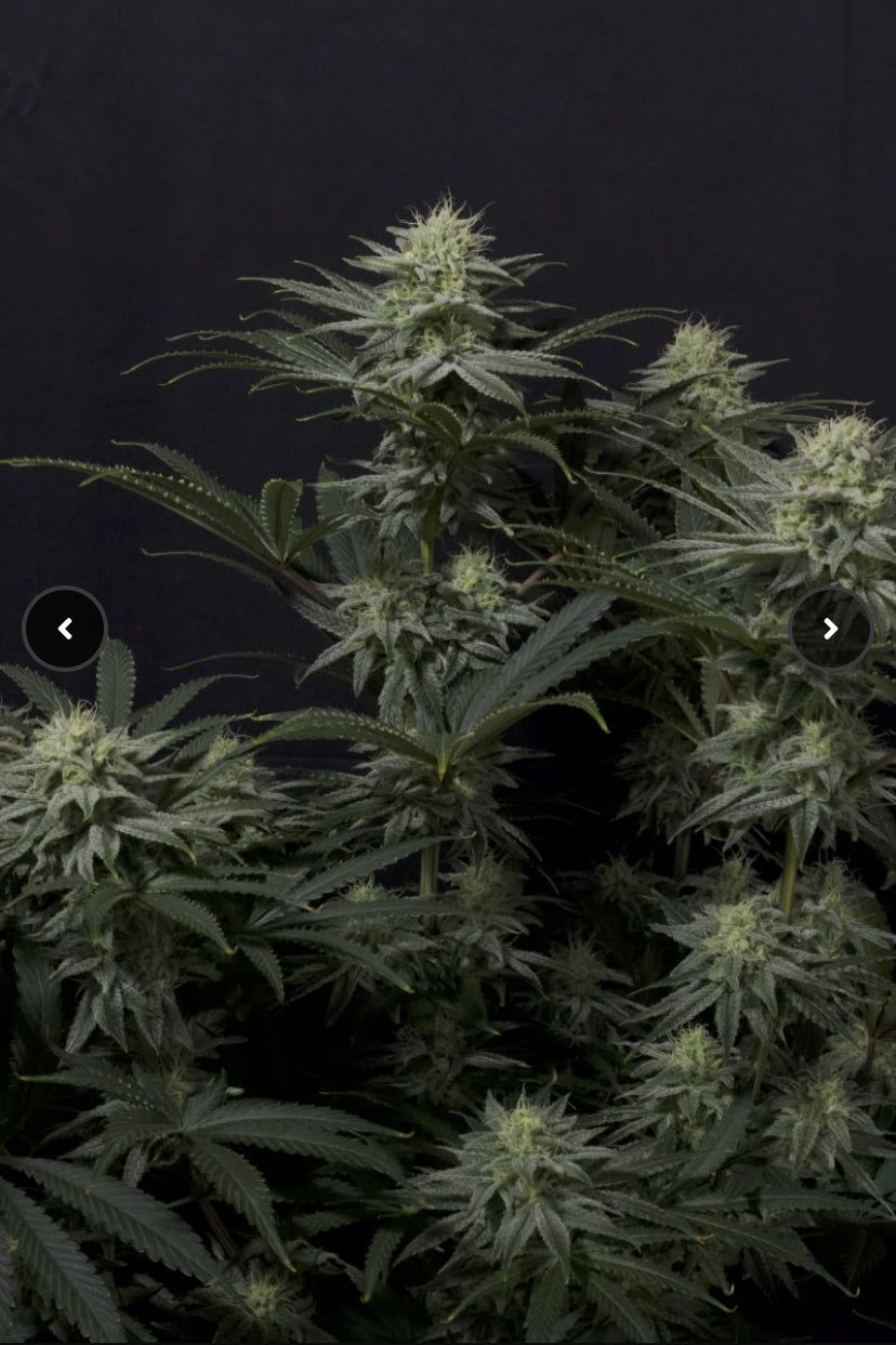 Fast Bud 420 - GG4 Sherbet Fast Flowering - Semi Di Cannabis FF