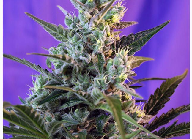 Sweet Seeds - Sweet Skunk Fast Version - Semi Di Cannabis