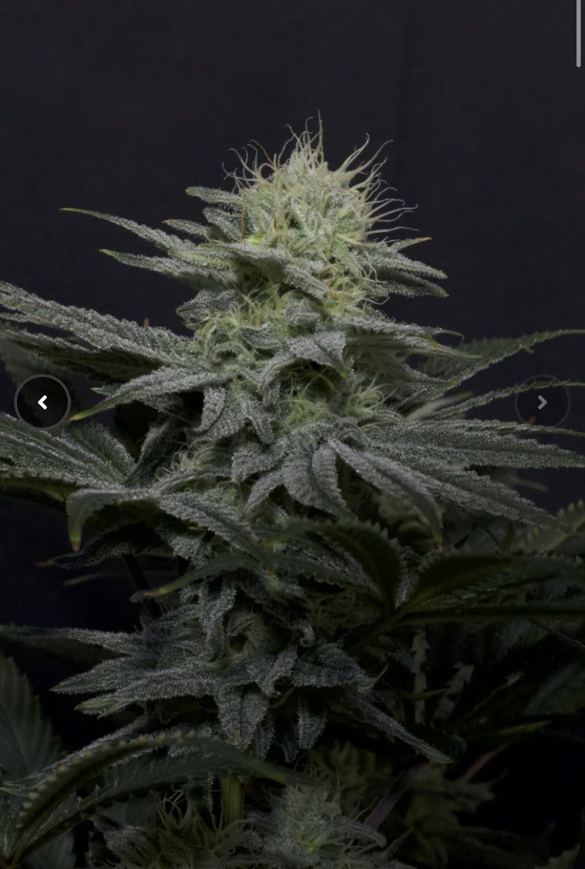 Fast Bud 420 - GG4 Sherbet Fast Flowering - Semi Di Cannabis FF
