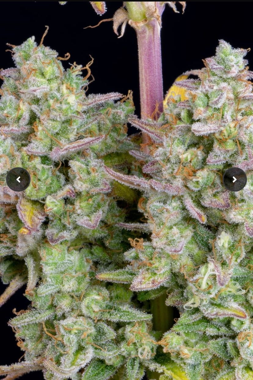 Fast Bud 420 - Wedding Cheesecake - Semi Di Cannabis Autofiorente