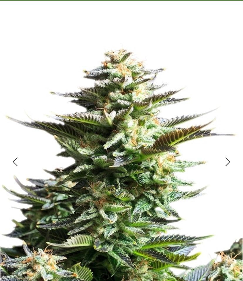 Royal Queen Seeds - Amnesia Haze - Semi Di Cannabis Fem