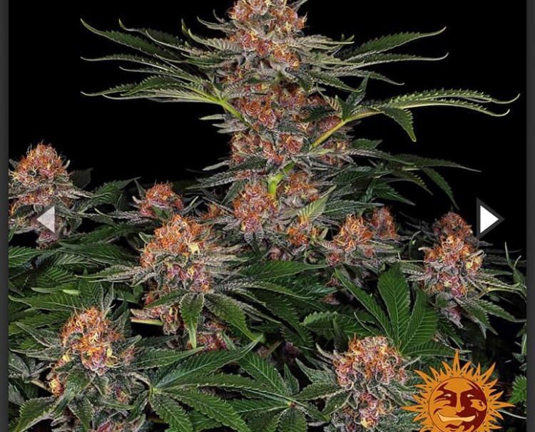 Barney's Farm - Purple Punch Auto - Semi Di Cannabis Autofiorente