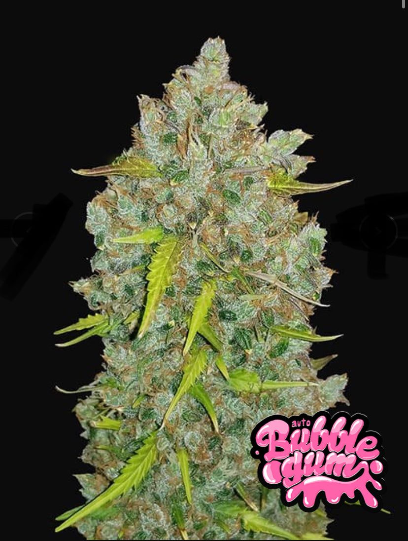 Fast Bud 420 - Bubblegum Auto - Semi Di Cannabis Autofiorenti
