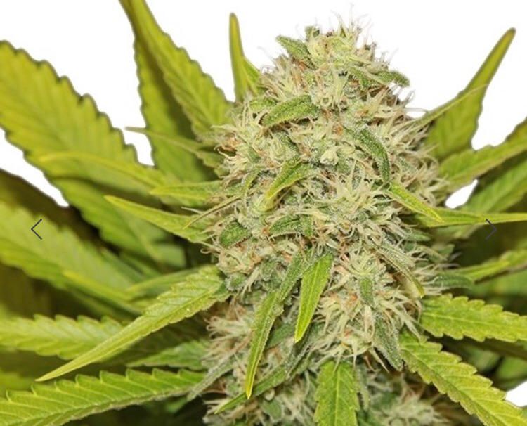 Royal Queen Seed - Skunk Xl Fem - Semi Di Cannabis Feminizzati