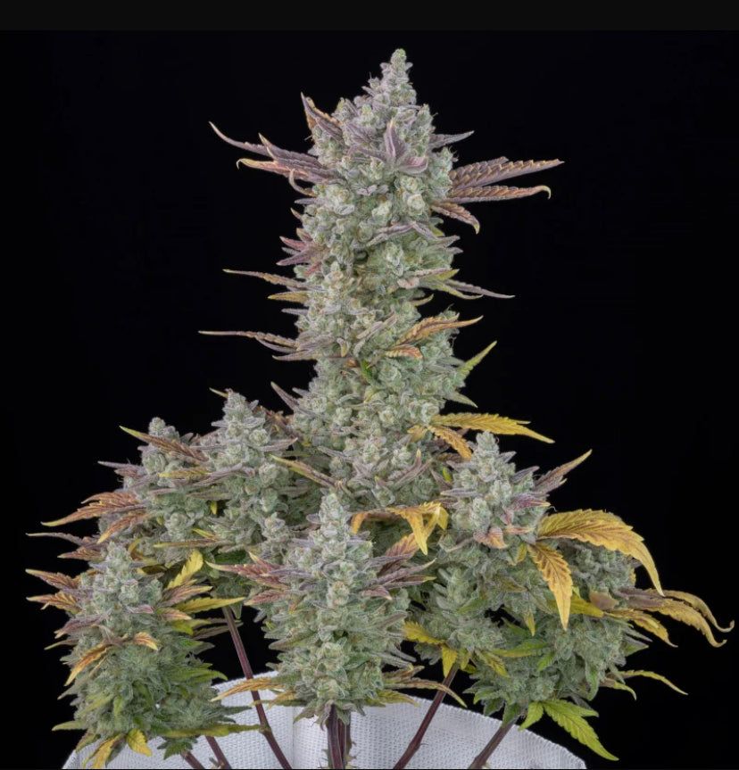 Fast Bud 420 - Gorilla Cookies Auto - Semi Di Cannabis Autofiorenti