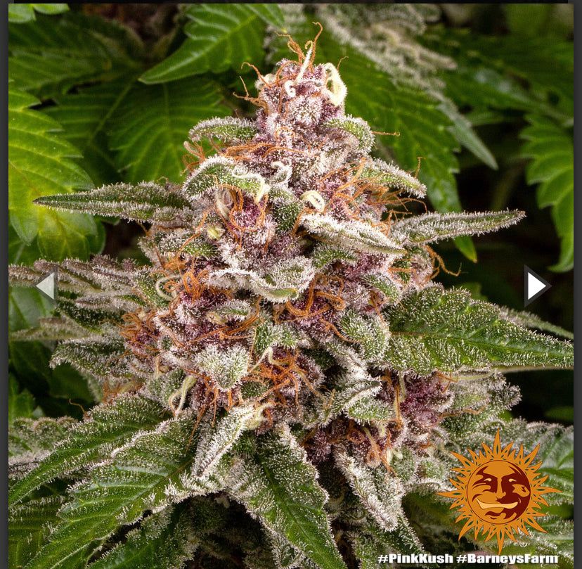 Berney’s Farm - Pink Kush - Semi Di Cannabis Femminizzati