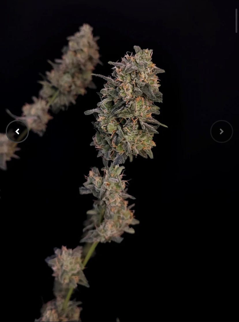 Fast Bud 420 - Bubblegum Auto - Semi Di Cannabis Autofiorenti