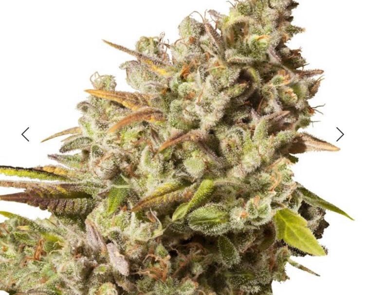Royal Queen Seeds - Royal Gorilla - Semi Di Cannabis Fem