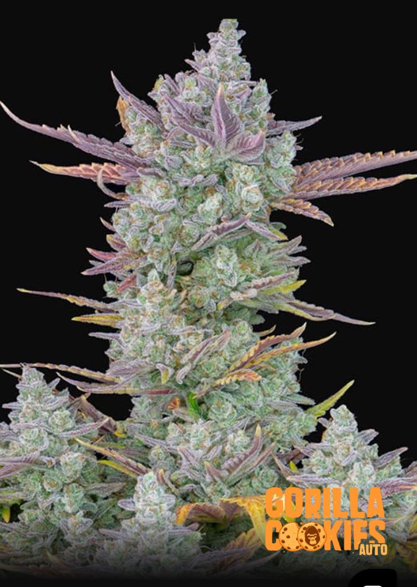 Fast Bud 420 - Gorilla Cookies Auto - Semi Di Cannabis Autofiorenti