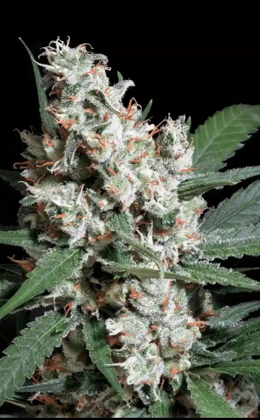L.A. Amnesia - Paradise Seeds - Semi Di Cannabis Femminizzati