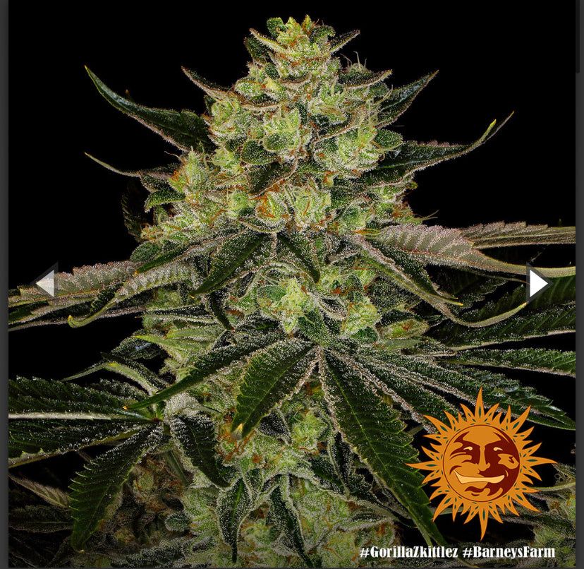 Barney’s Farm - Gorilla Zkittlez - semi di cannabis - femminizzato